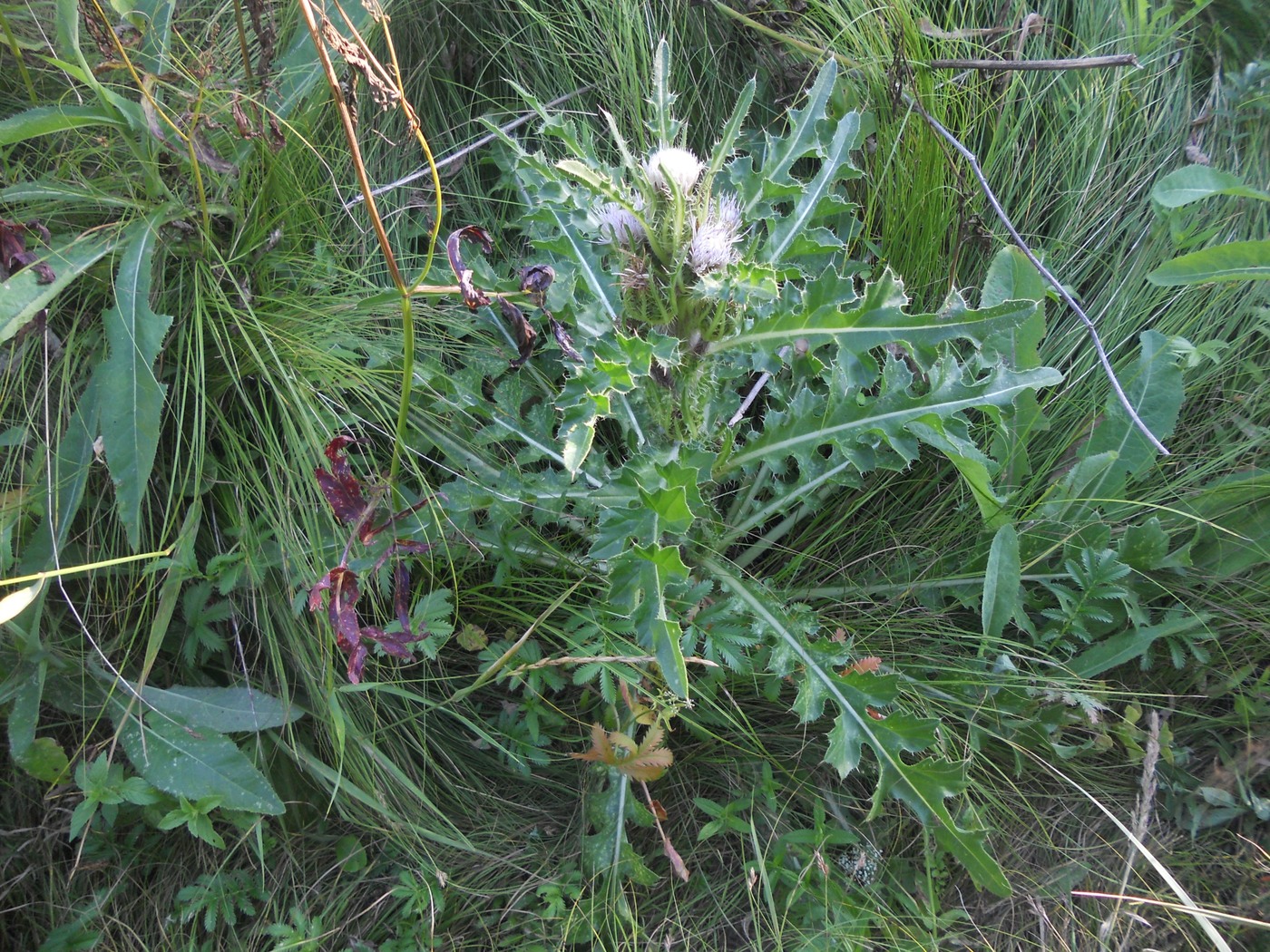 Image of Cirsium roseolum specimen.