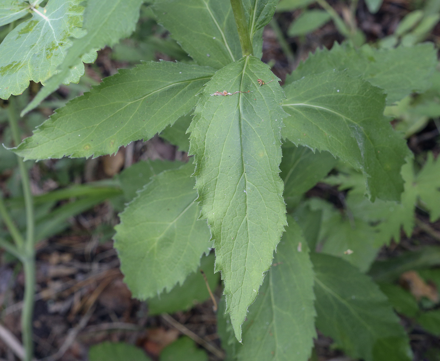 Изображение особи Adenophora liliifolia.