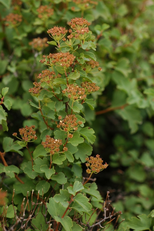 Изображение особи Spiraea trilobata.