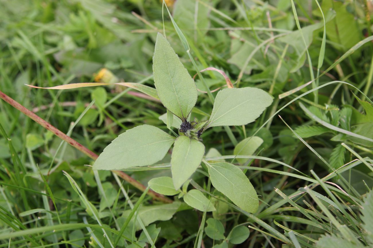 Image of Helianthus annuus specimen.