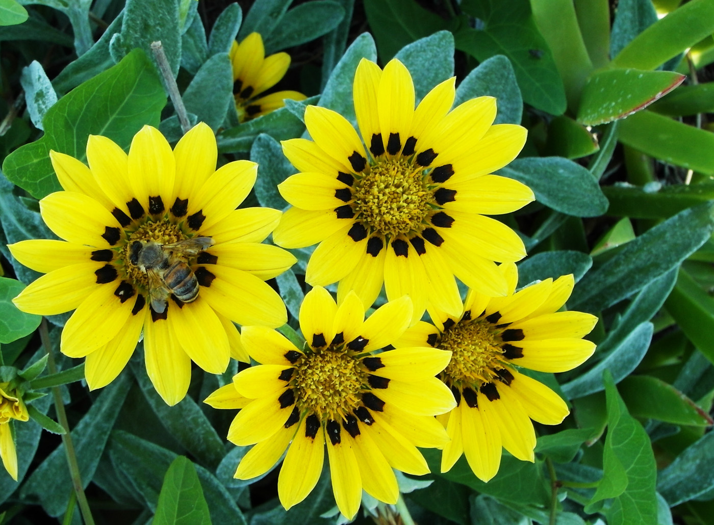 Изображение особи Gazania rigens.