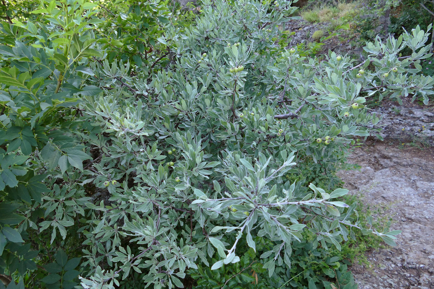 Image of Pyrus elaeagrifolia specimen.