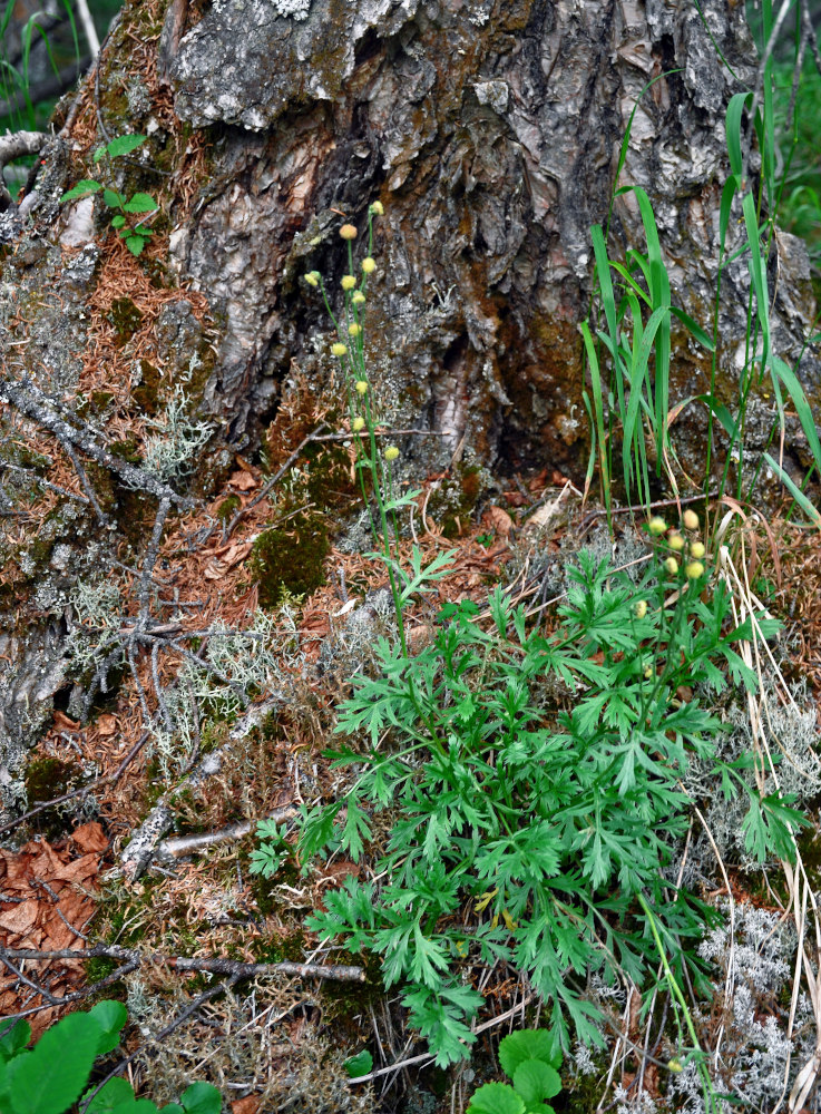 Image of Artemisia arctica specimen.