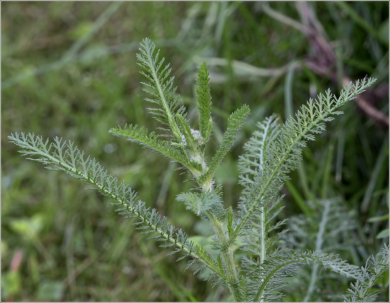 Image of Achillea millefolium specimen.