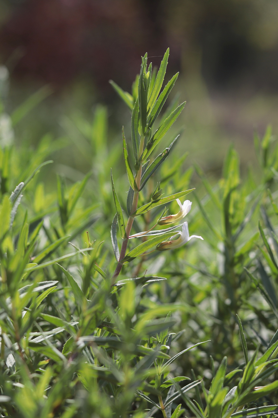 Изображение особи Gratiola officinalis.