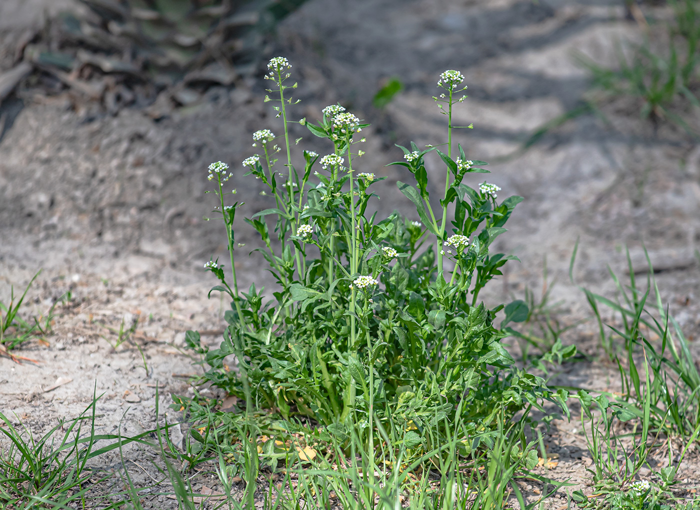 Image of Capsella bursa-pastoris specimen.