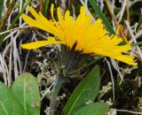 Crepis chrysantha