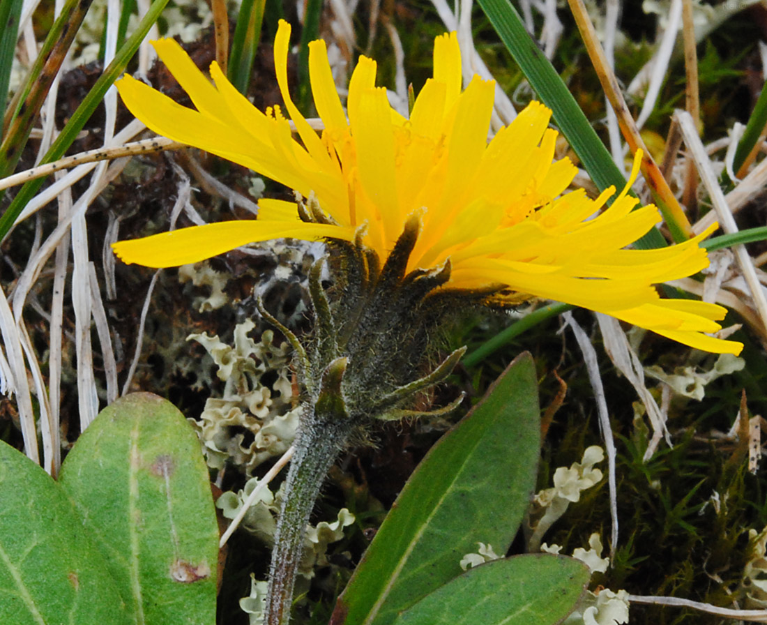 Изображение особи Crepis chrysantha.