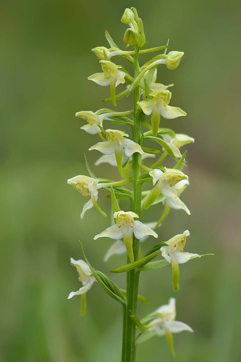 Изображение особи Platanthera chlorantha.