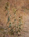 Cirsium turkestanicum