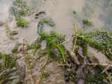 Elodea canadensis