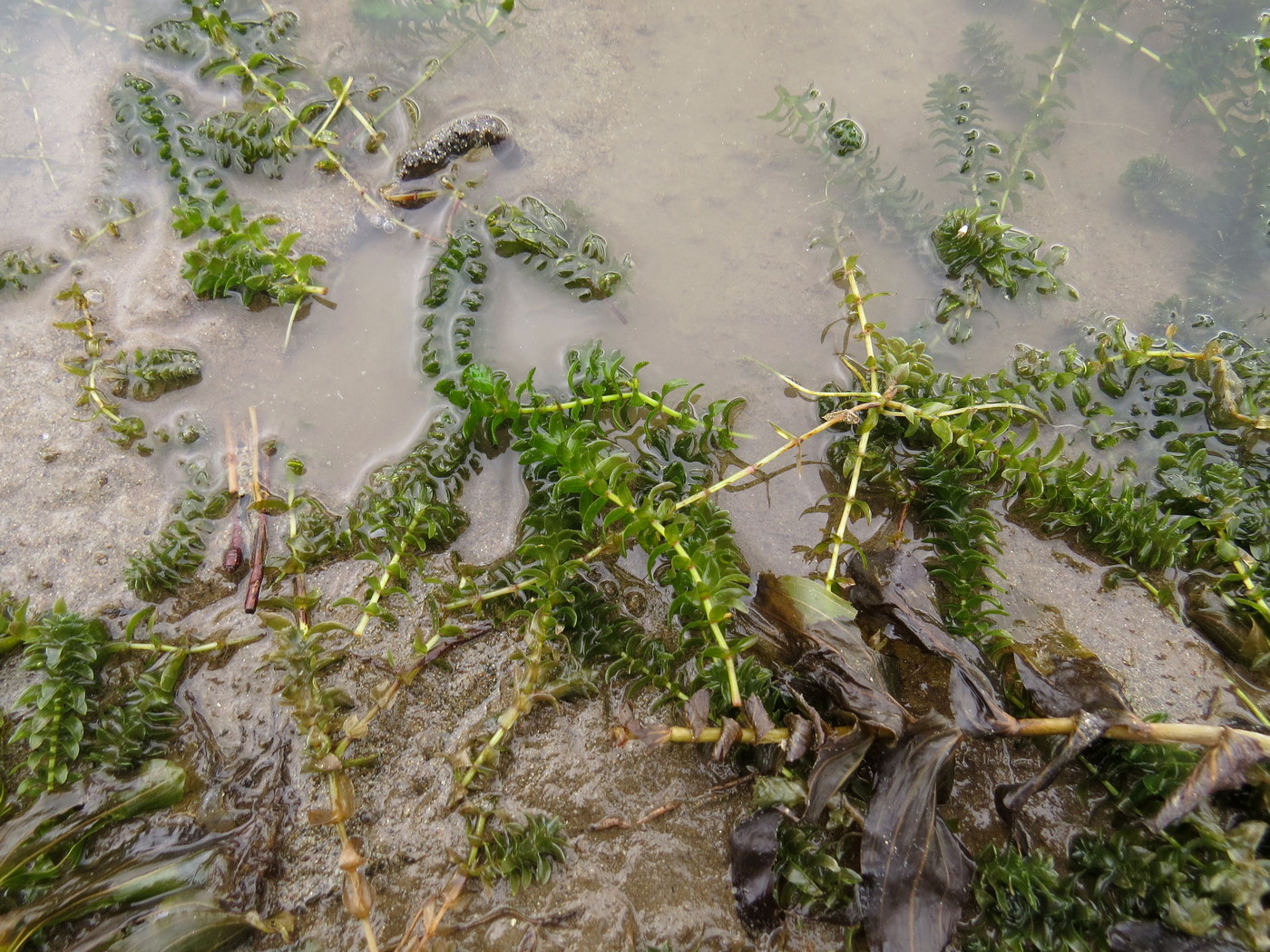 Image of Elodea canadensis specimen.