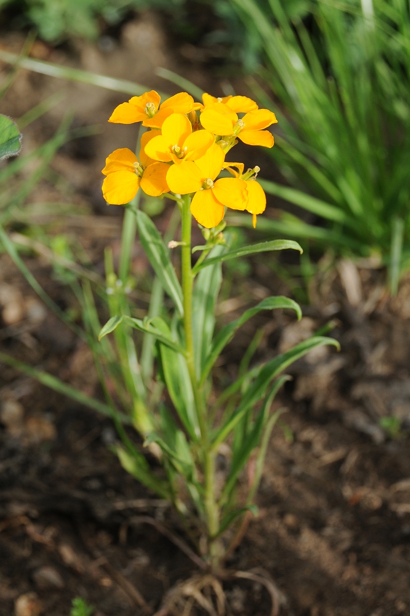 Image of Erysimum × marshallii specimen.