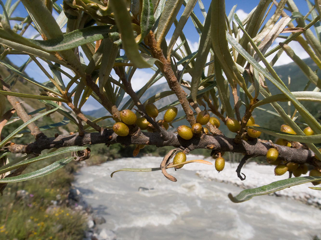 Image of Hippophae rhamnoides specimen.