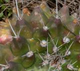 Mammillaria compressa. Фрагмент поверхности растения. Израиль, Шарон, г. Тель-Авив, ботанический сад \"Сад кактусов\". 13.02.2022.