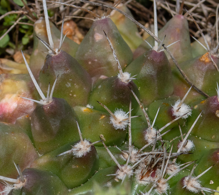 Изображение особи Mammillaria compressa.