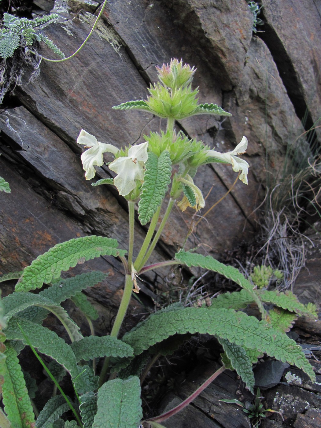 Image of Betonica ossetica specimen.
