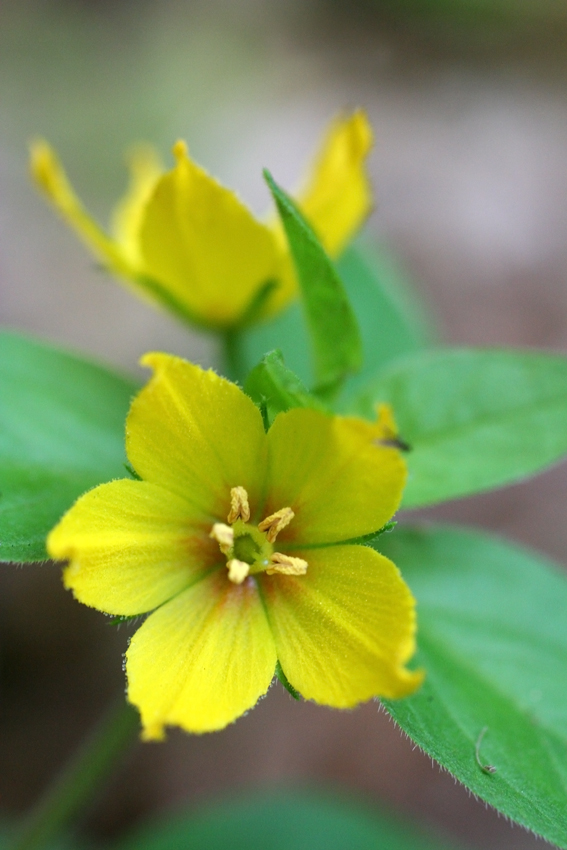 Image of Lysimachia punctata specimen.