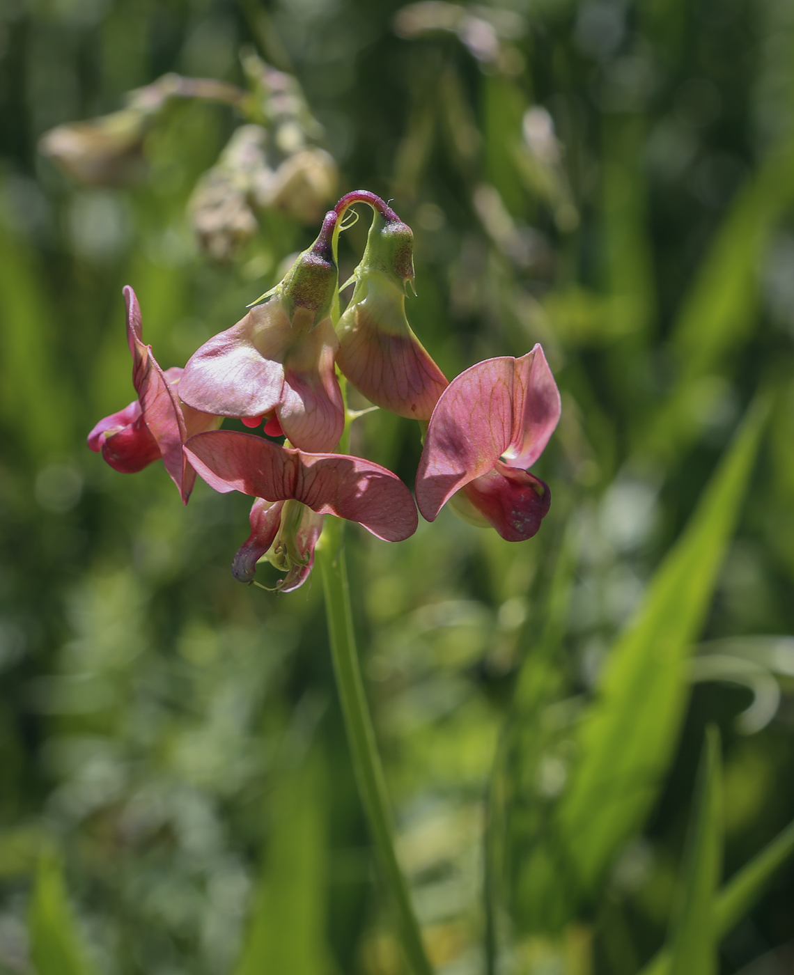 Изображение особи Lathyrus sylvestris.