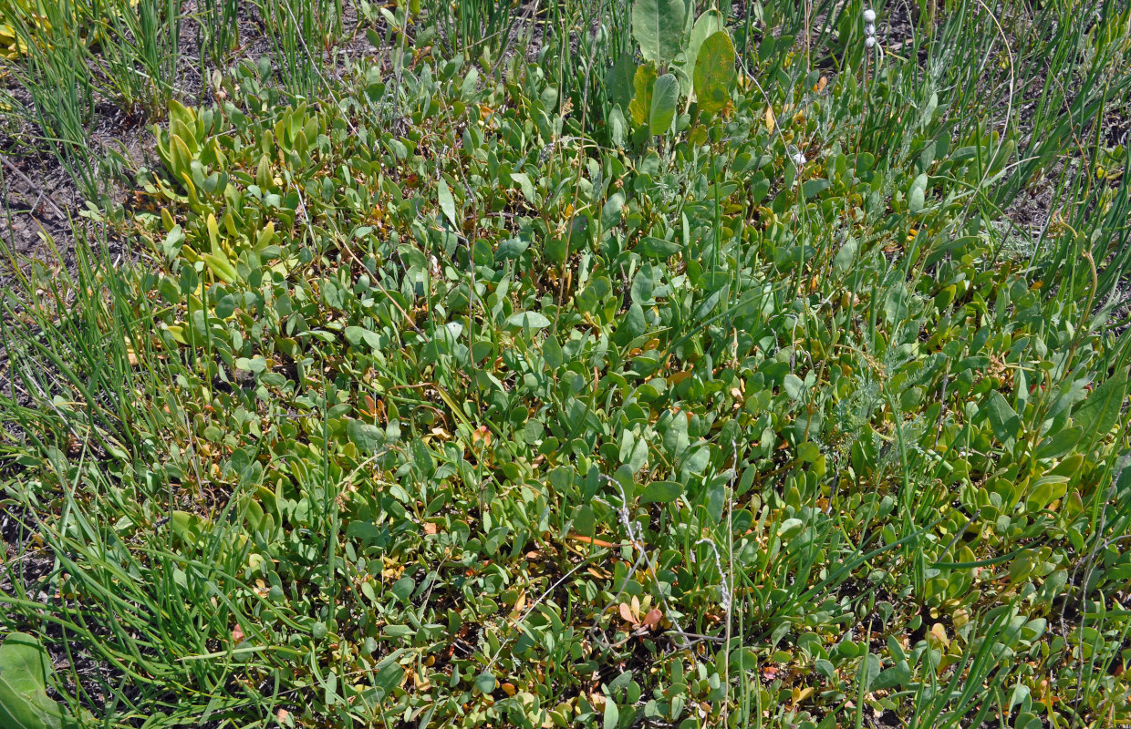 Изображение особи Halimione verrucifera.