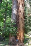 Sequoia sempervirens