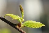 Betula dauurica. Часть побега с женским соцветием. Приморский край, окр. г. Владивосток, у дороги. 10.05.2022.