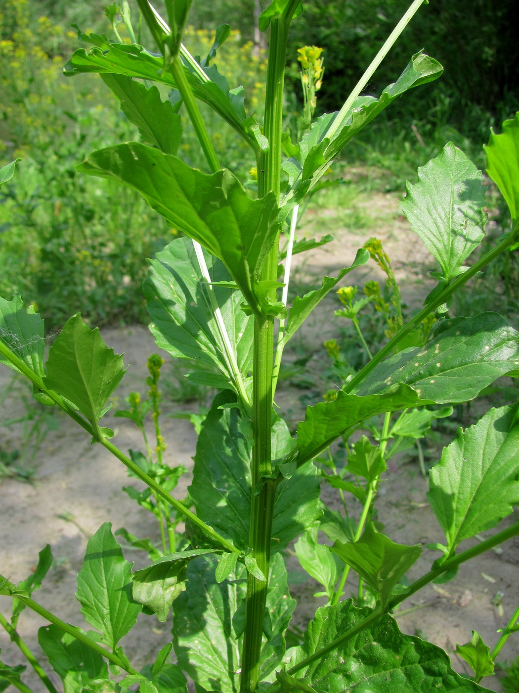 Image of Barbarea stricta specimen.