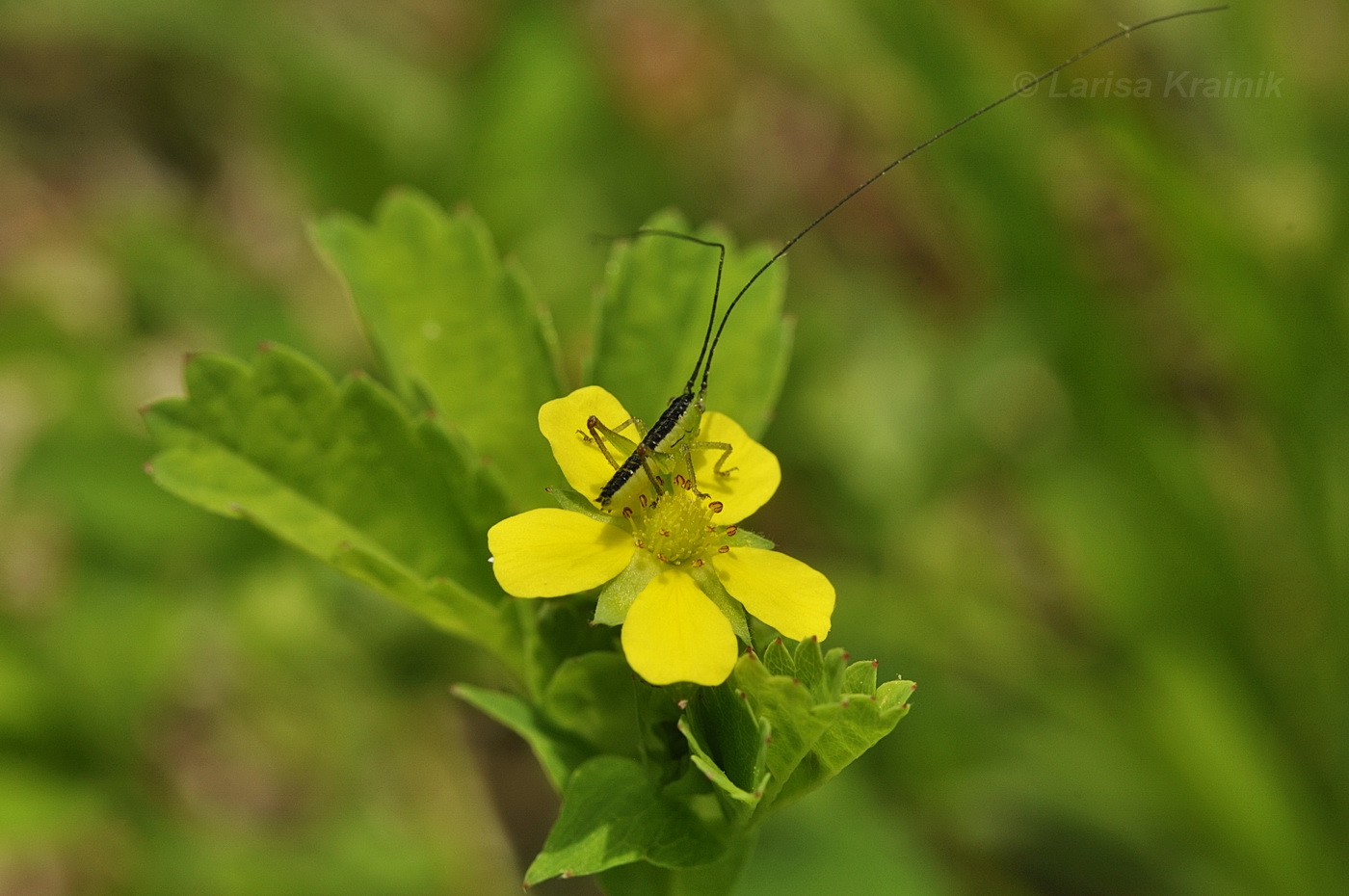 Image of Potentilla centigrana specimen.