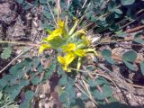 Astragalus andaulgensis. Соцветие. Казахстан, Заилийский Алатау, Аксайское ущелье, 1800 м н.у.м. 22.09.2010.