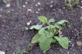 Salvia verticillata. Бутонизирующее растение. Республика Ингушетия, Джейрахский р-н, селение Ний, высота 1720 м н.у.м, щебнистый склон. 20 июня 2022 г.