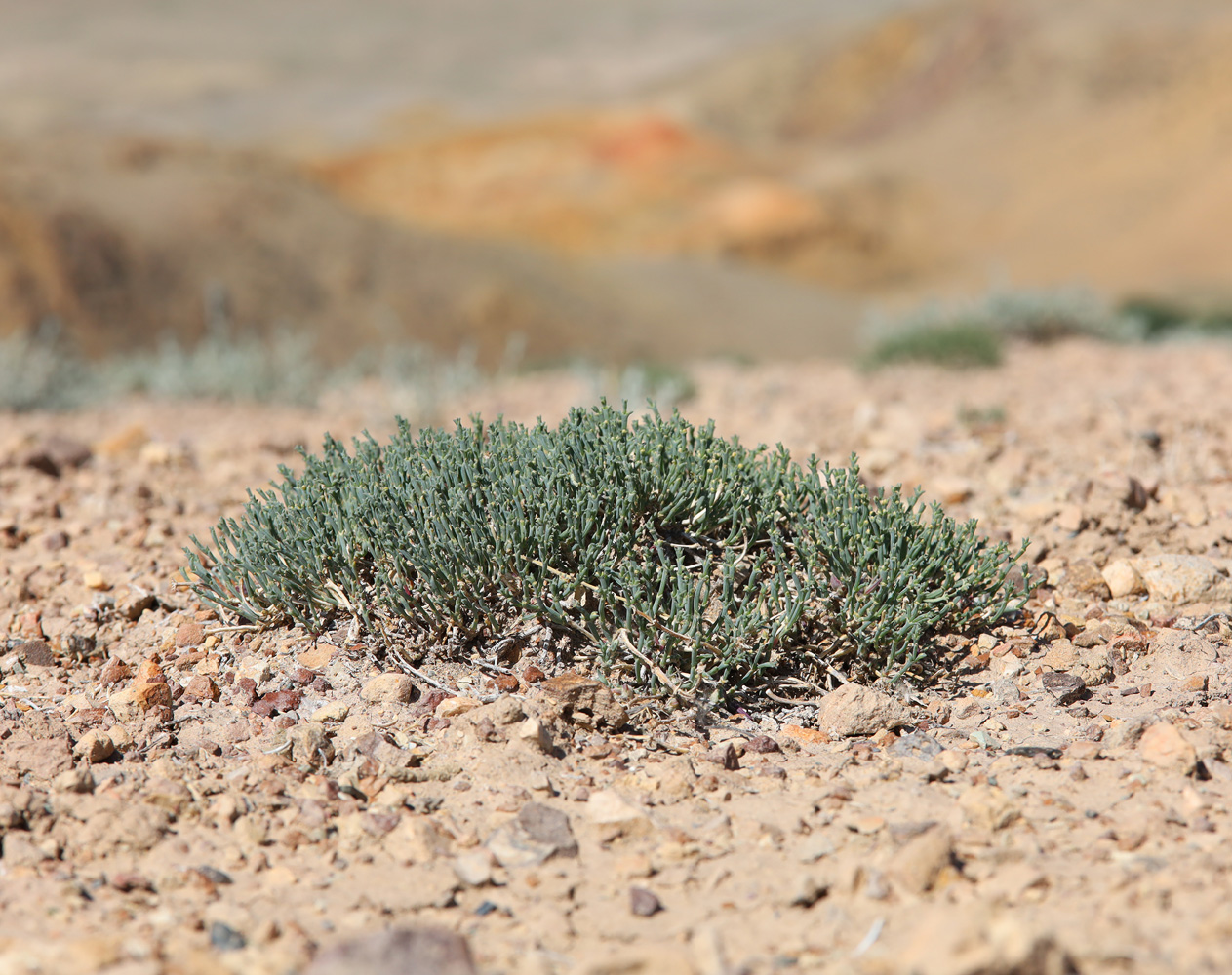 Изображение особи Anabasis brevifolia.