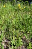 Crepis praemorsa