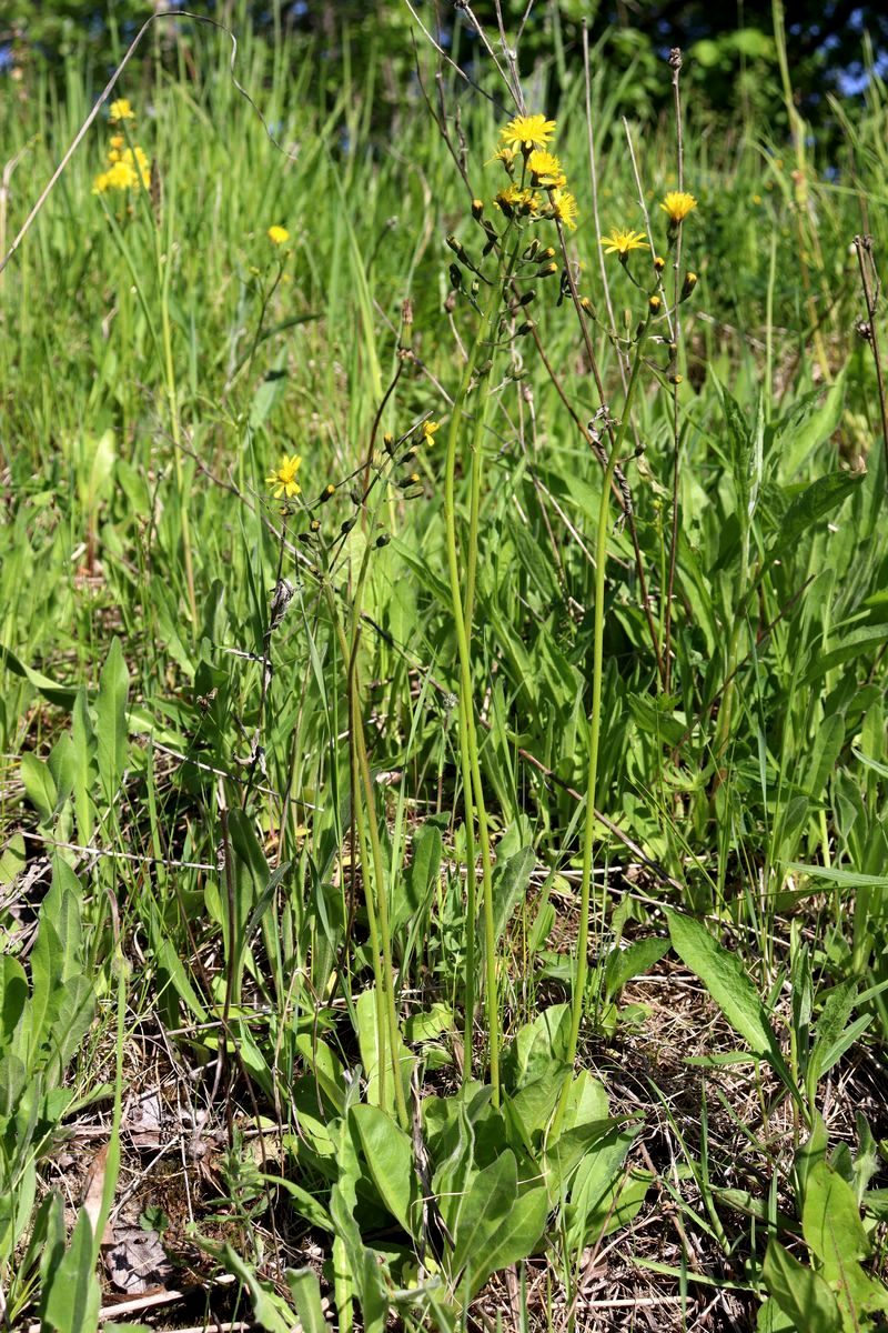 Изображение особи Crepis praemorsa.