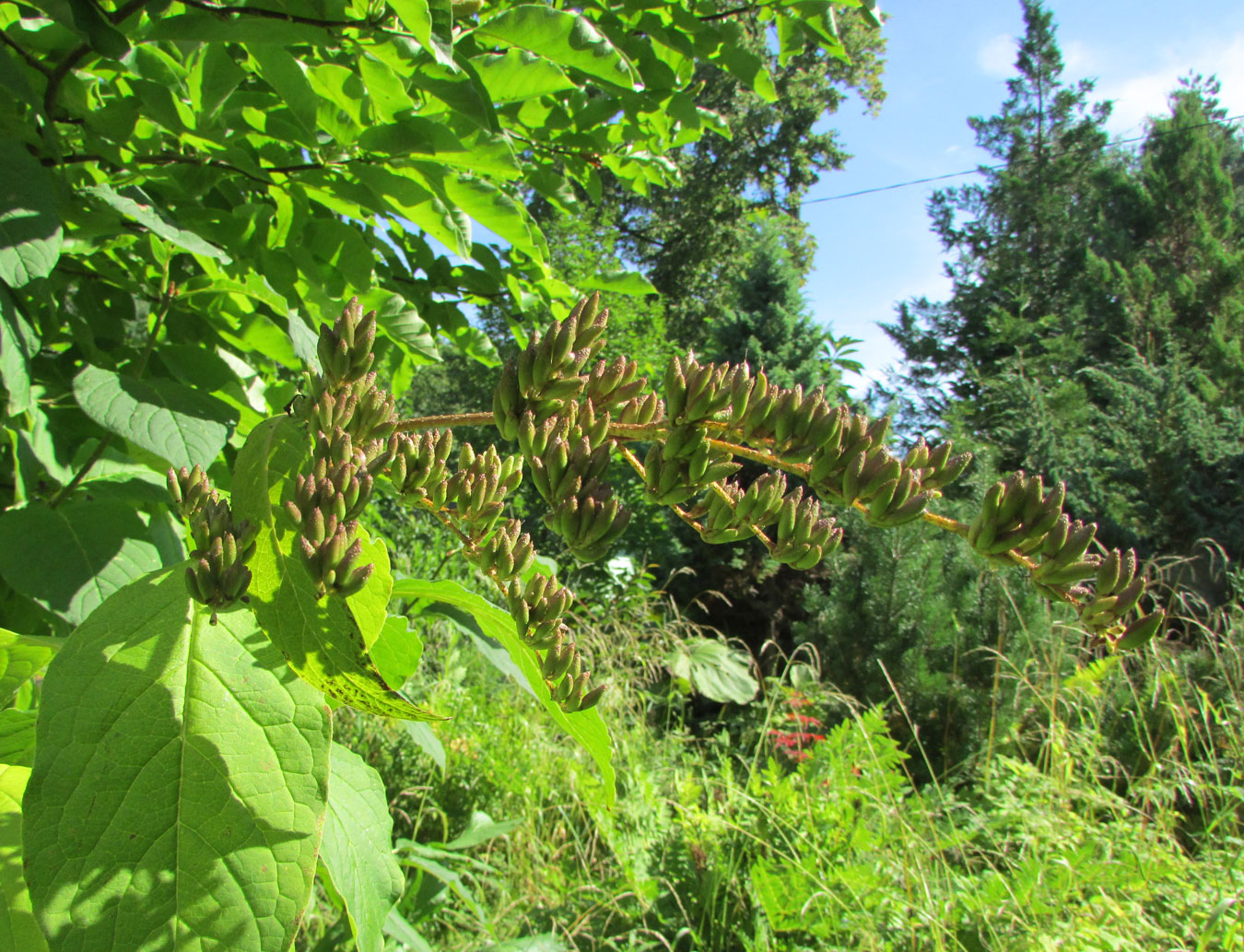 Image of Syringa reflexa specimen.