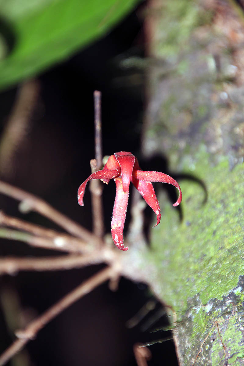 Изображение особи семейство Annonaceae.