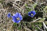 Gentiana dshimilensis