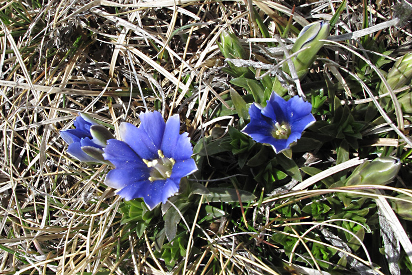 Image of Gentiana dshimilensis specimen.