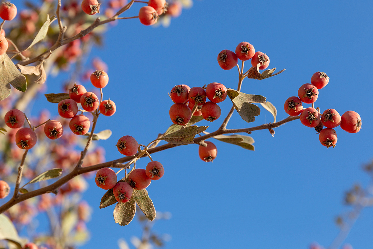 Image of Crataegus aronia specimen.