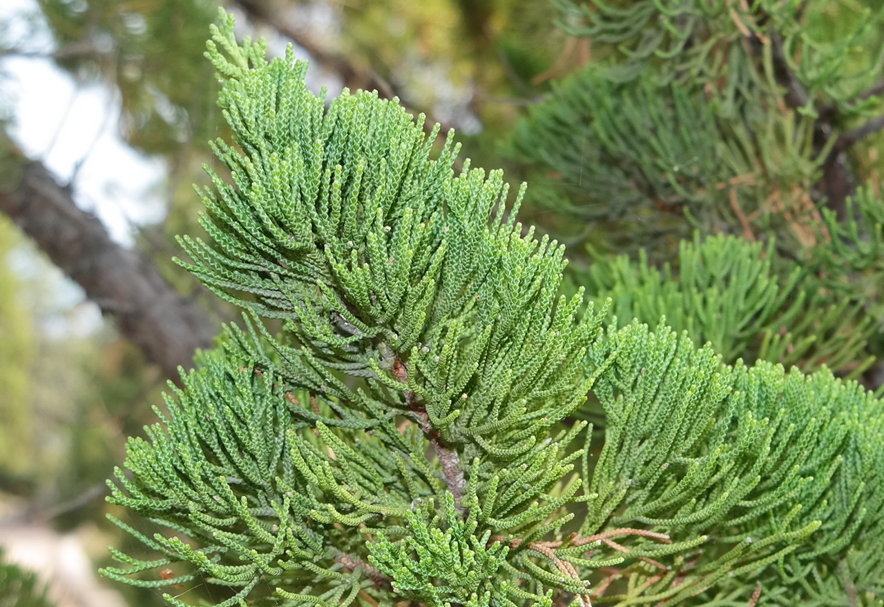 Изображение особи семейство Cupressaceae.