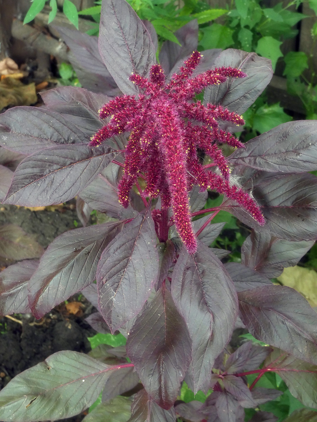 Изображение особи Amaranthus caudatus.