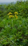 Tephroseris integrifolia. Верхушка побега с соцветием. Пермский край, Александровский р-н, дол. р. Яйва, верхушка юго-западной оконечности Тихого Камня. 12 июня 2022 г.