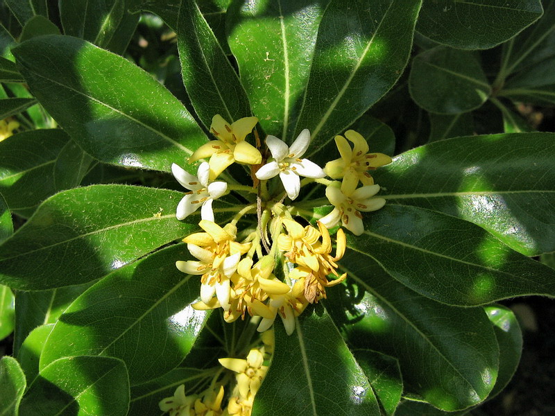 Image of Pittosporum tobira specimen.