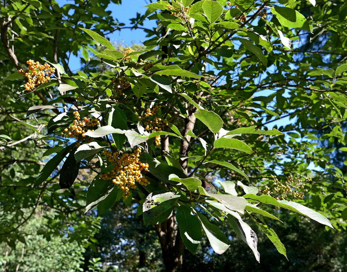 Image of Ehretia acuminata specimen.