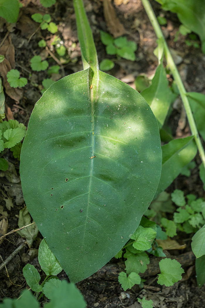 Image of Pulmonaria mollis specimen.