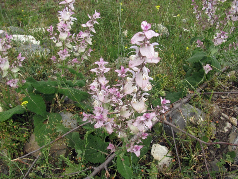 Image of Salvia sclarea specimen.