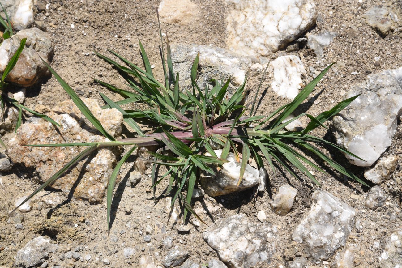 Изображение особи Echinochloa crus-galli.