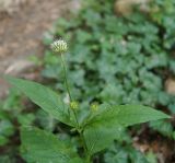 Dipsacus pilosus