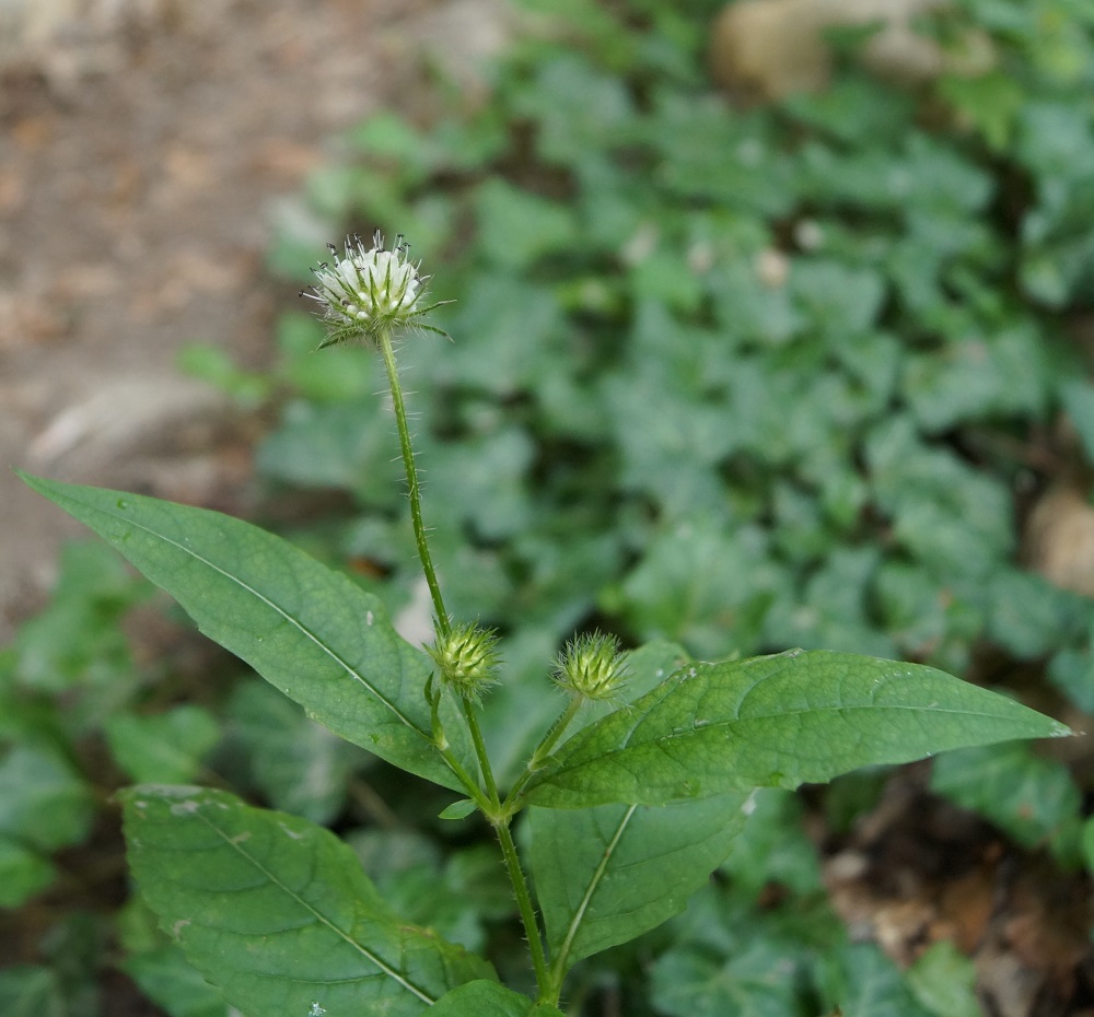 Изображение особи Dipsacus pilosus.