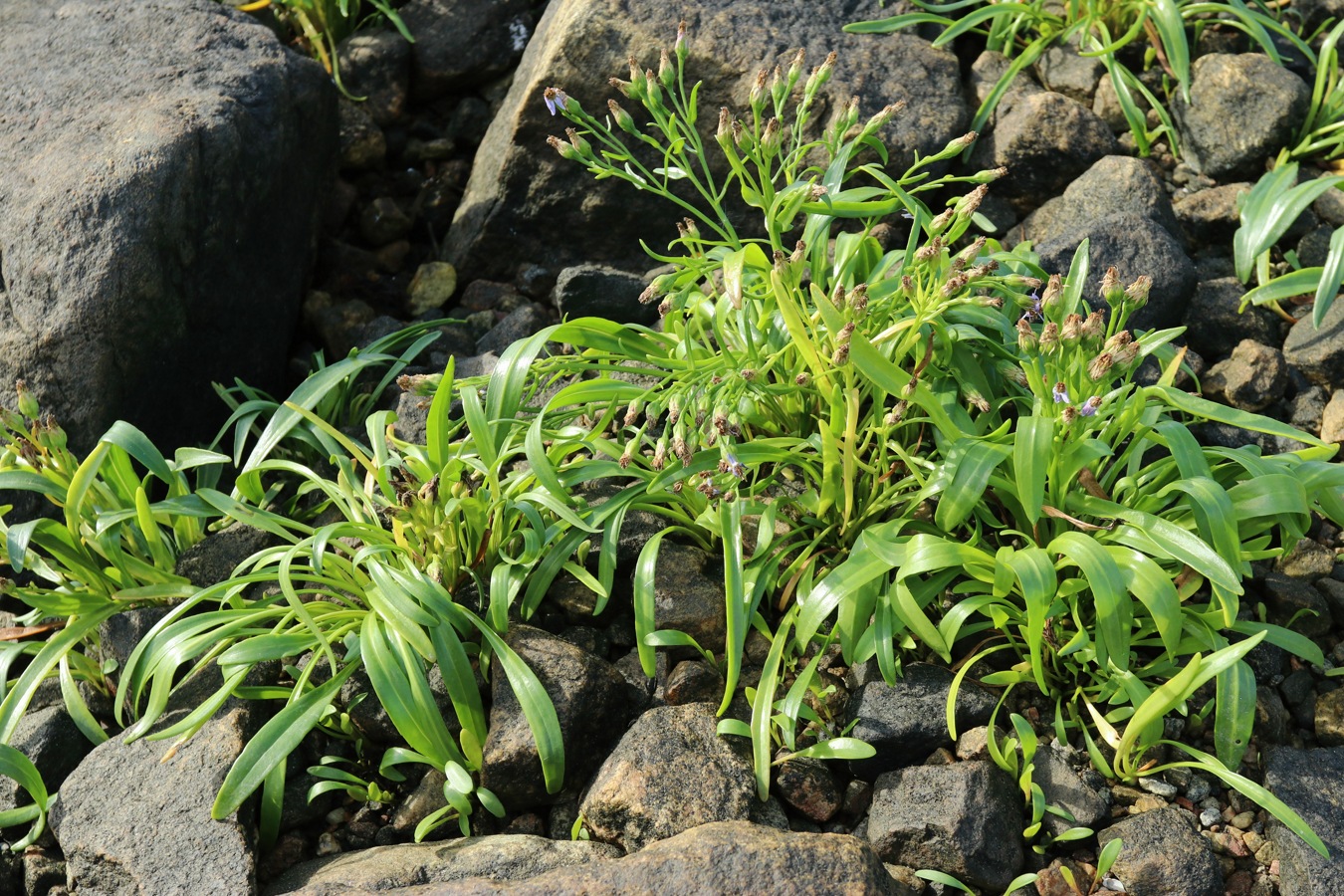 Изображение особи Tripolium pannonicum ssp. tripolium.