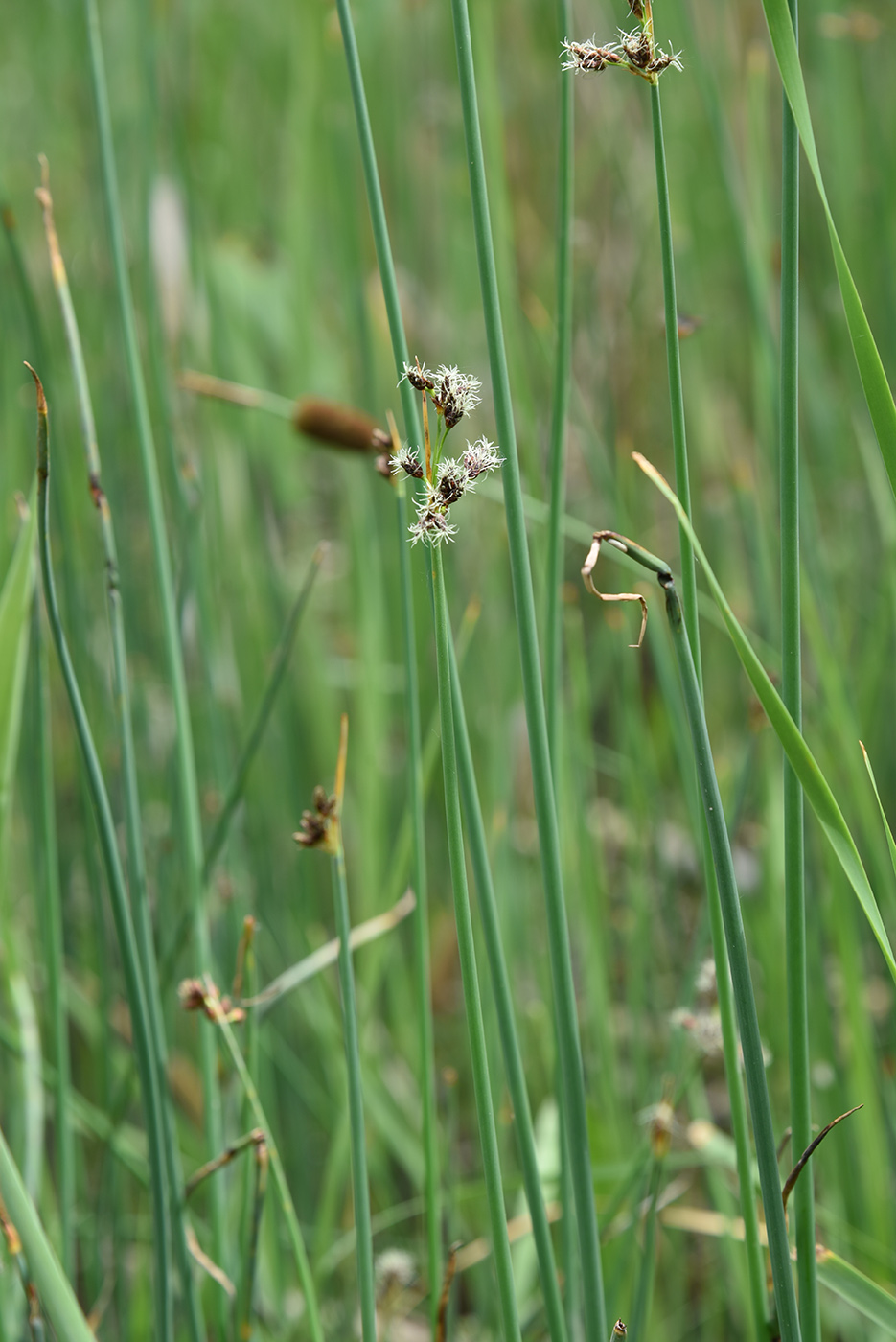 Image of genus Schoenoplectus specimen.